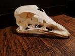 Schedel struisvogel, Verzamelen, Dierenverzamelingen, Ophalen of Verzenden, Nieuw, Schedel