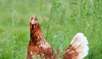 Bruine legkip kuikens., Dieren en Toebehoren, Pluimvee