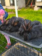 Vlamese Reus, Dieren en Toebehoren