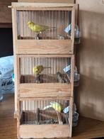 Waterslagers mannen, Dieren en Toebehoren, Vogels | Kanaries, Mannelijk, Zangkanarie