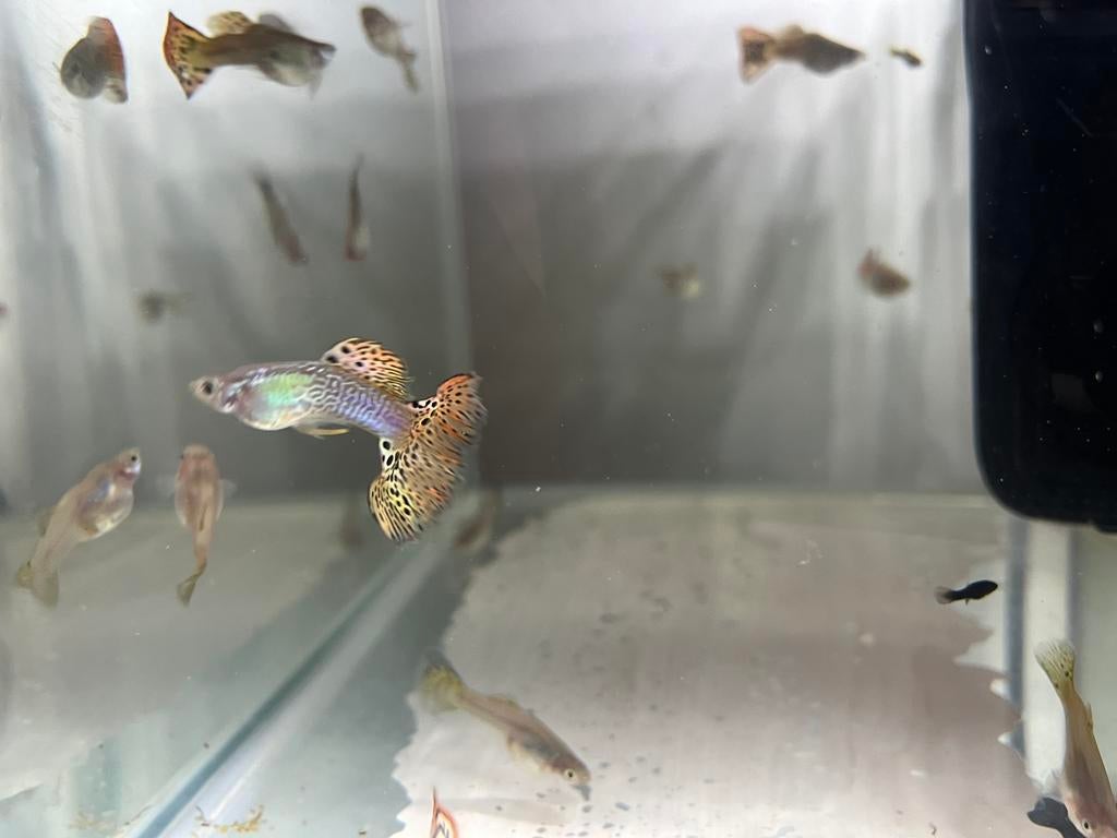 Guppy, Poisson