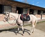 Cremello D pony, Dieren en Toebehoren, Pony's, Met stamboom, Ruin, Springpony, 3 tot 6 jaar