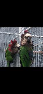 Koppel Kraagpapagaai, Dieren en Toebehoren, Vogels | Parkieten en Papegaaien, Meerdere dieren, Papegaai, Geringd