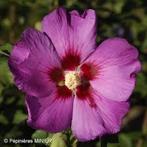 Hibiscus syriacus Russian Violet/Woodbridge, Tuin en Terras, Ophalen, Vaste plant