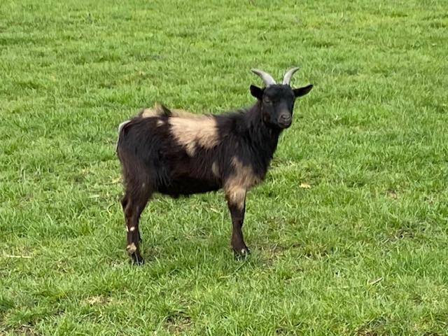 Mini dekbokje Dwerggeitjes, Animaux & Accessoires, Moutons, Chèvres & Cochons, Chèvre, Mâle, 0 à 2 ans