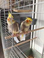 Vends couple de calopsittes femelles, Animaux & Accessoires, Oiseaux | Perruches & Perroquets, Femelle, Perruche