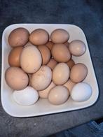 Œufs frais bio plein air, Dieren en Toebehoren, Pluimvee