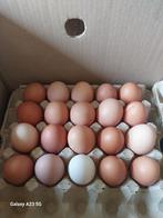Verse vrije uitloop eieren, Divers, Produits alimentaires, Enlèvement
