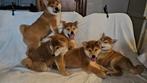 op boerderij gekweekte shiba inu puppy's beschikbaar, Dieren en Toebehoren, België, Fokker | Hobbymatig, Parvo, Overige rassen