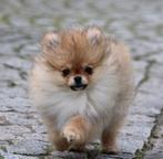 Pomeriaan pup, Parvo, België, Keeshond, 8 tot 15 weken
