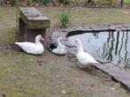 Barbarie eenden te koop volwassen. 20€/t'stuk, Animaux & Accessoires, Plusieurs animaux, Canard