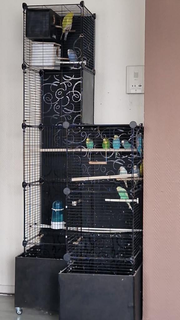 Perruche, Animaux & Accessoires