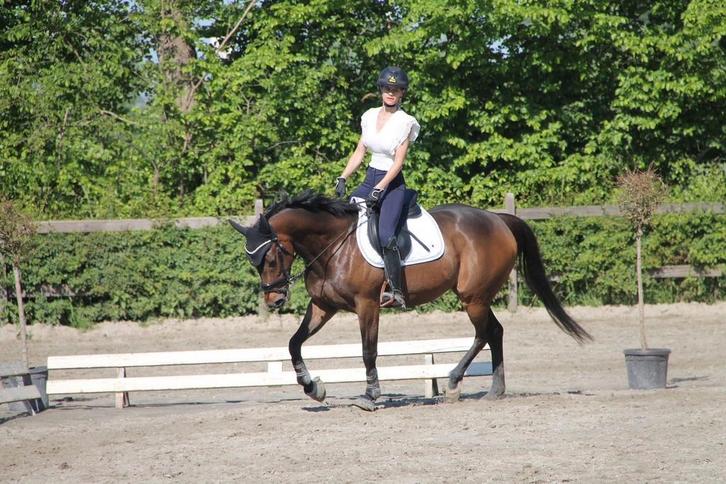 Halve stal gezocht, Animaux & Accessoires, Poneys, Jument, Z