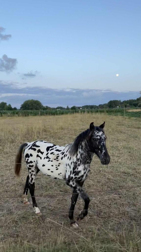 Appaloosa hengst word eind mei 2 jaar, Vermifugé, Moins de 160 cm, Cheval d'attelage, Étalon