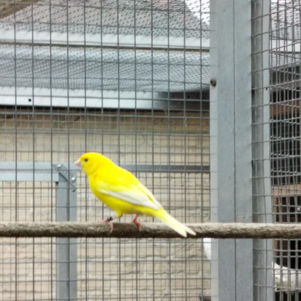 Kanarie mans, Animaux & Accessoires, Mâle, Bagué