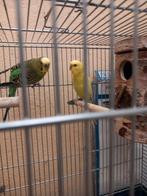 Mooie koppel grasparkieten, Dieren en Toebehoren