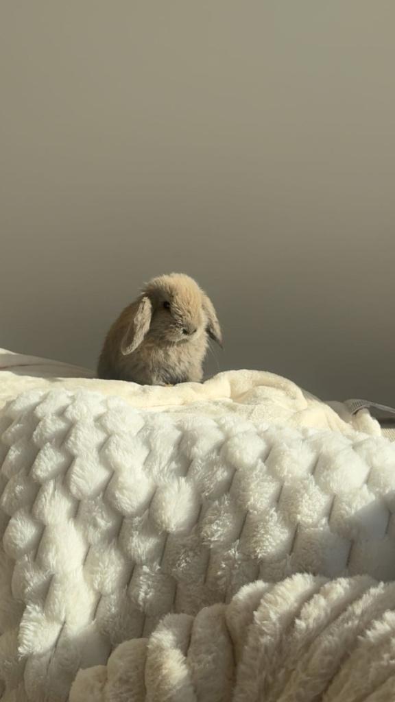 konijn, Dieren en Toebehoren, Konijnen, Mannelijk, Dwerg, Hangoor, 0 tot 2 jaar