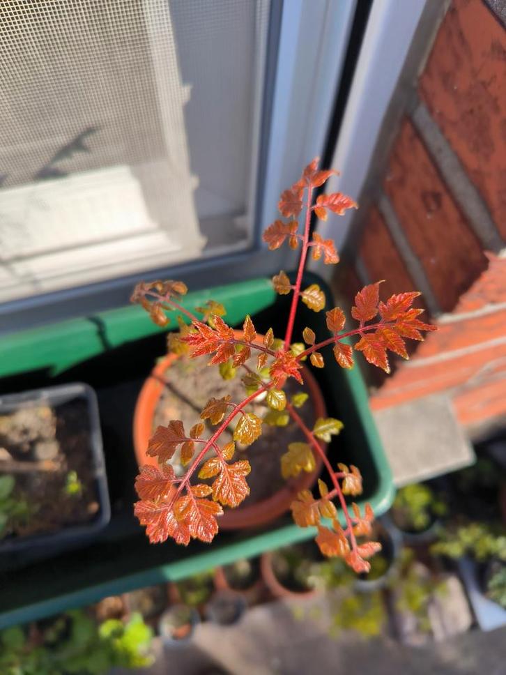 Chinese vernisboom, Tuin en Terras, Planten | Bomen, Bolboom, 100 tot 250 cm, Volle zon, Zomer, Ophalen