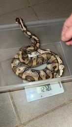 Ballpython