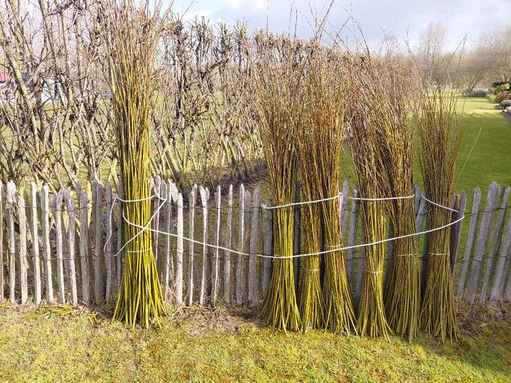 Branches/Tiges de saules, Jardin & Terrasse, Écrans de jardin, Comme neuf, Bois, 150 à 200 cm, Moins de 100 cm, Enlèvement