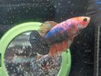 Halfmoon marble betta vrouw, Poisson