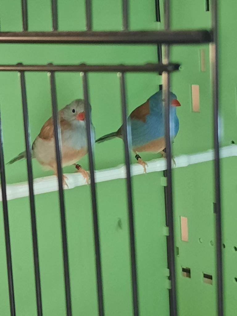 Blauwkop fazantjes, Animaux & Accessoires, Oiseaux | Oiseaux Autre, Bagué