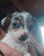 1 klein Jack Russel  Merle meisje vrij !, Animaux & Accessoires, Petit, Chienne, Parvovirose, Belgique