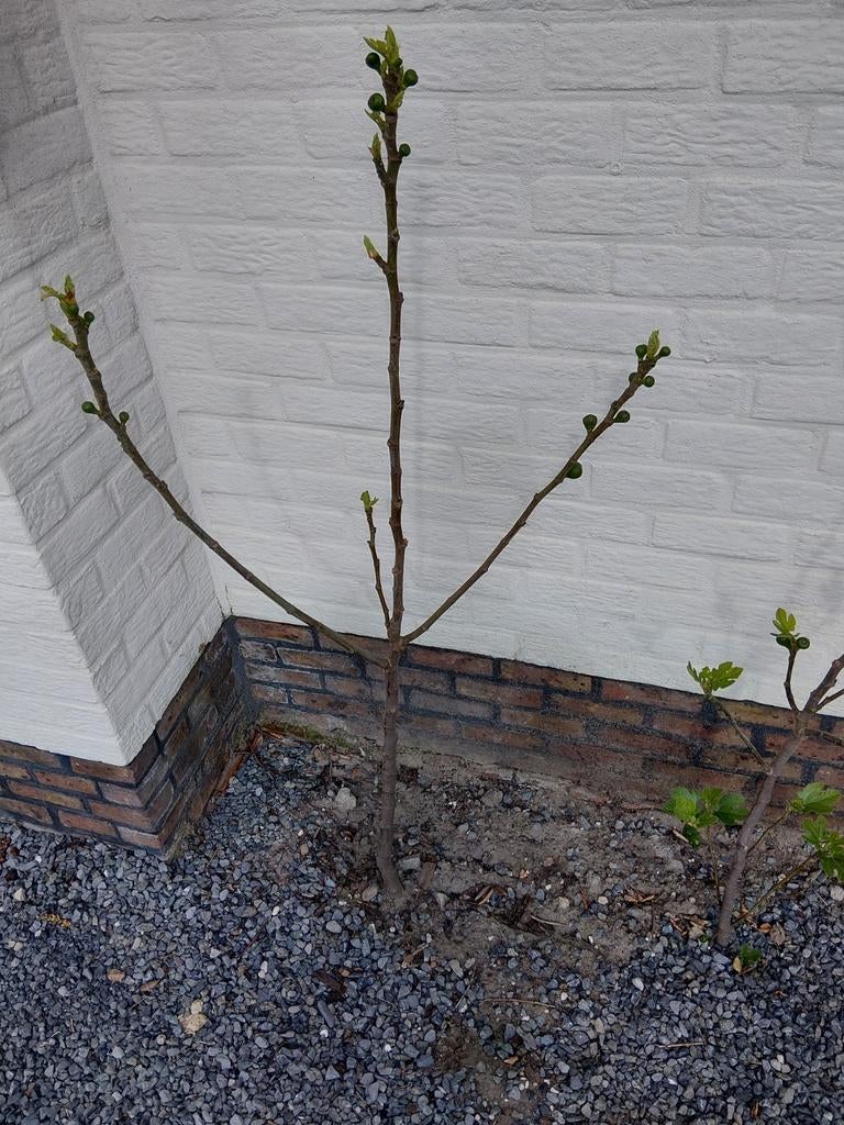 2 vijgen boompjes, Ophalen