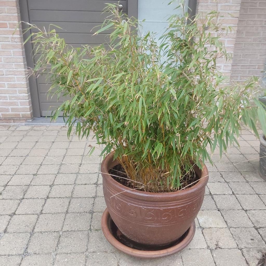 Mooie grote bloempot hoogte 41 cm met grote bamboeplant, Tuin en Terras, Ophalen