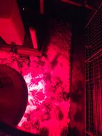 Caille, poussins d'un jour