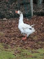 Koppel bonte krulveer sebastopol ganzen, Dieren en Toebehoren, Pluimvee
