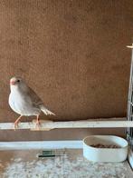 Wit isabel man, Dieren en Toebehoren