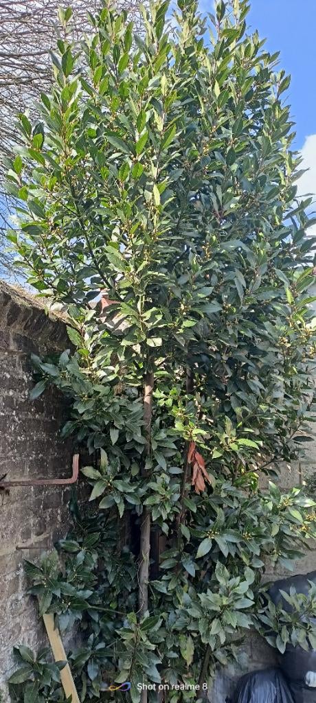 Plantes aromatiques ( feuilles de laurier), Overige soorten, Volle zon, Ophalen of Verzenden, 250 tot 400 cm