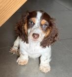 2 beaux p’tits mecs teckels nains à poil long, Chien (mâle), Belgique, Poils longs, Plusieurs