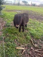 Lieve Shetlander hengst, Étalon