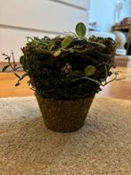 Kunstplant Goodwill, Huis en Inrichting, Woonaccessoires | Kunstplanten en Kunstbloemen, Ophalen of Verzenden, Nieuw, Binnen