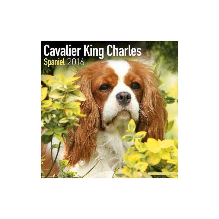 Calendrier Cavalier King Charles Spaniel 2016, Divers, Calendriers, Neuf, Calendrier annuel, Enlèvement ou Envoi