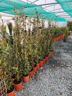 Trachelospermum jasmijn, Tuin en Terras, Ophalen