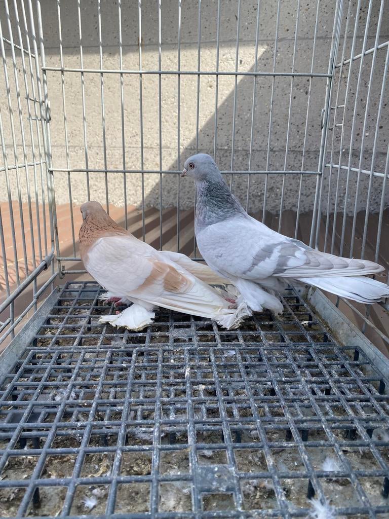 Super takla malatya, Dieren en Toebehoren