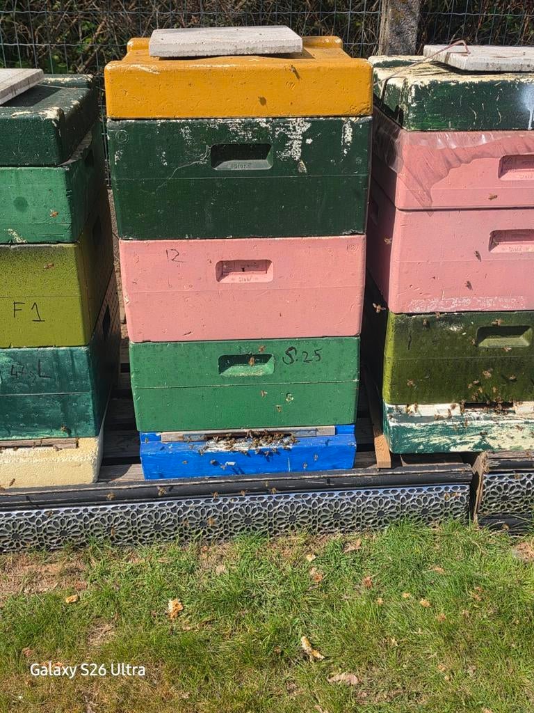 Bijenvolken carnica F0  koningen 22R. simplex & duitsnolmal, Dieren en Toebehoren, Overige Dieren-accessoires, Ophalen