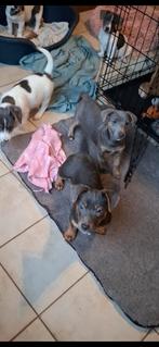 Blauwgrijze en tricolor jack russell pups ouders aanwezig, Dieren en Toebehoren, Parvo, België, Jack Russell Terriër, 8 tot 15 weken