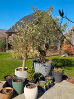 Olijfbomen, Tuin en Terras, Planten | Bomen, Ophalen, In pot, Olijfboom
