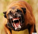 mechelse herder inbraken.overvallen.car.jacking.home.jaking, België, Fokker | Hobbymatig, Parvo, Meerdere