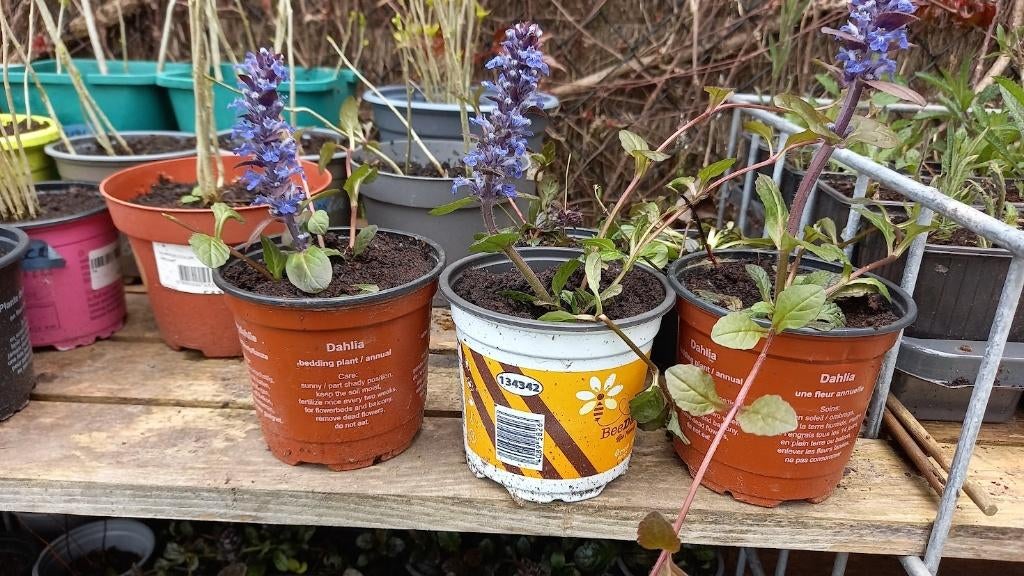 ajuga reptans / zenegroen, Tuin en Terras, Planten | Tuinplanten, Vaste plant, Ophalen