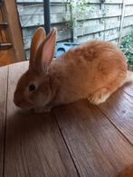 Mooie jonge gele Vlaamse reuzen supertam, Animaux & Accessoires