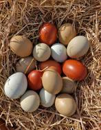 Broedeieren kleurleggers