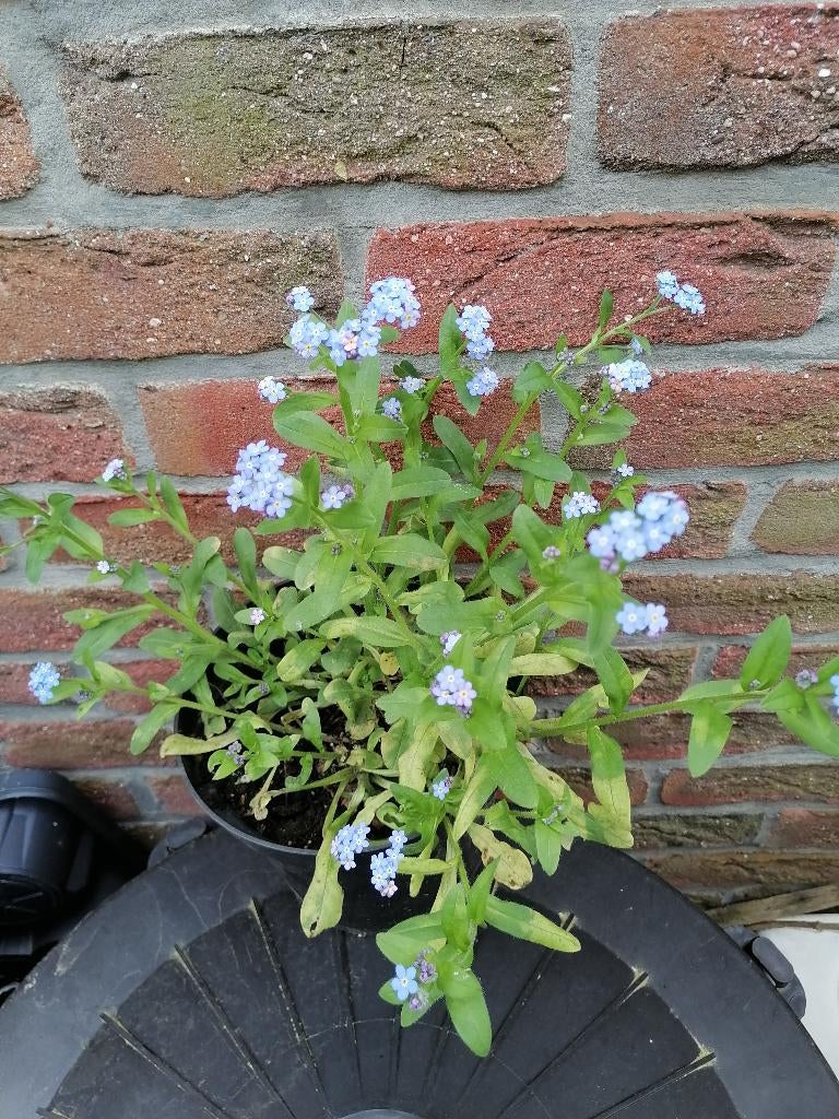 Plant de myosotis en pot, Jardin & Terrasse, Plantes | Jardin, Enlèvement, Printemps, Annuelle, Autres espèces