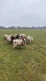 Tekoop Schapen, Dieren en Toebehoren