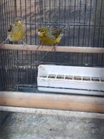 Wilde Kanarie, Serinus Canaria, Dieren en Toebehoren