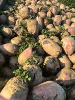 Voederbieten, Ophalen